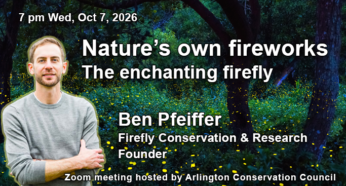 Nature’s own fireworks, the enchanting firefly